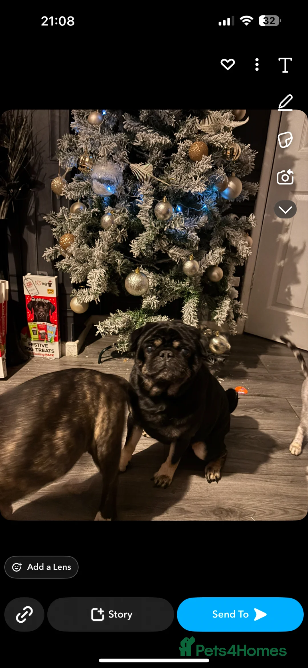 Pug dogs for stud: Stunning male pug for stud  in Nottingham - Advert 1