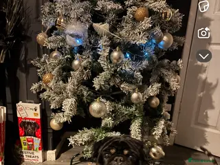 Pug dogs Stunning male pug for stud - Advert 7