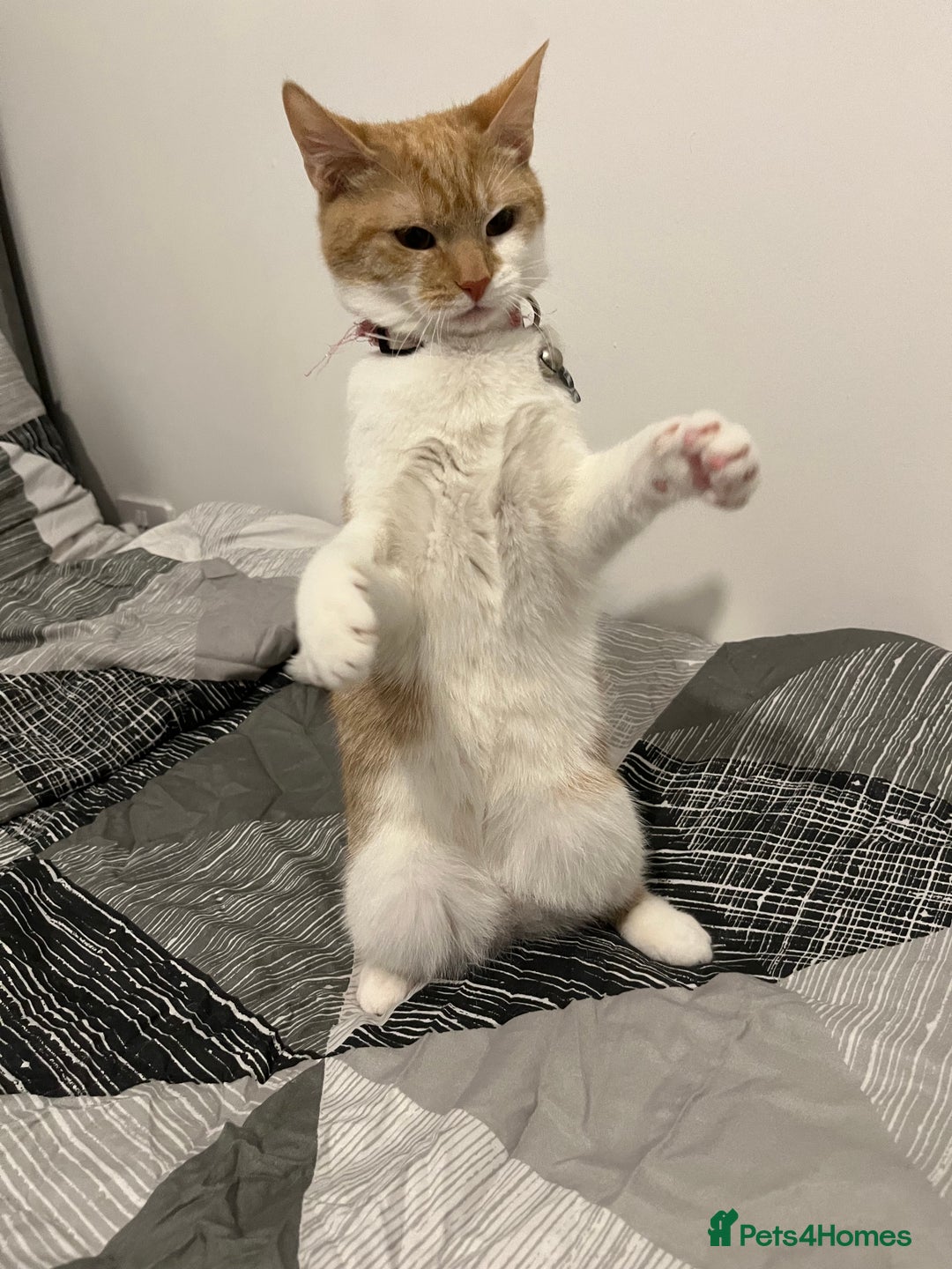 Domestic Shorthair cats for sale: Ginger & White Domestic Female Shorthair - Advert 10