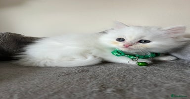 Turkish Angora cats - Advert 9