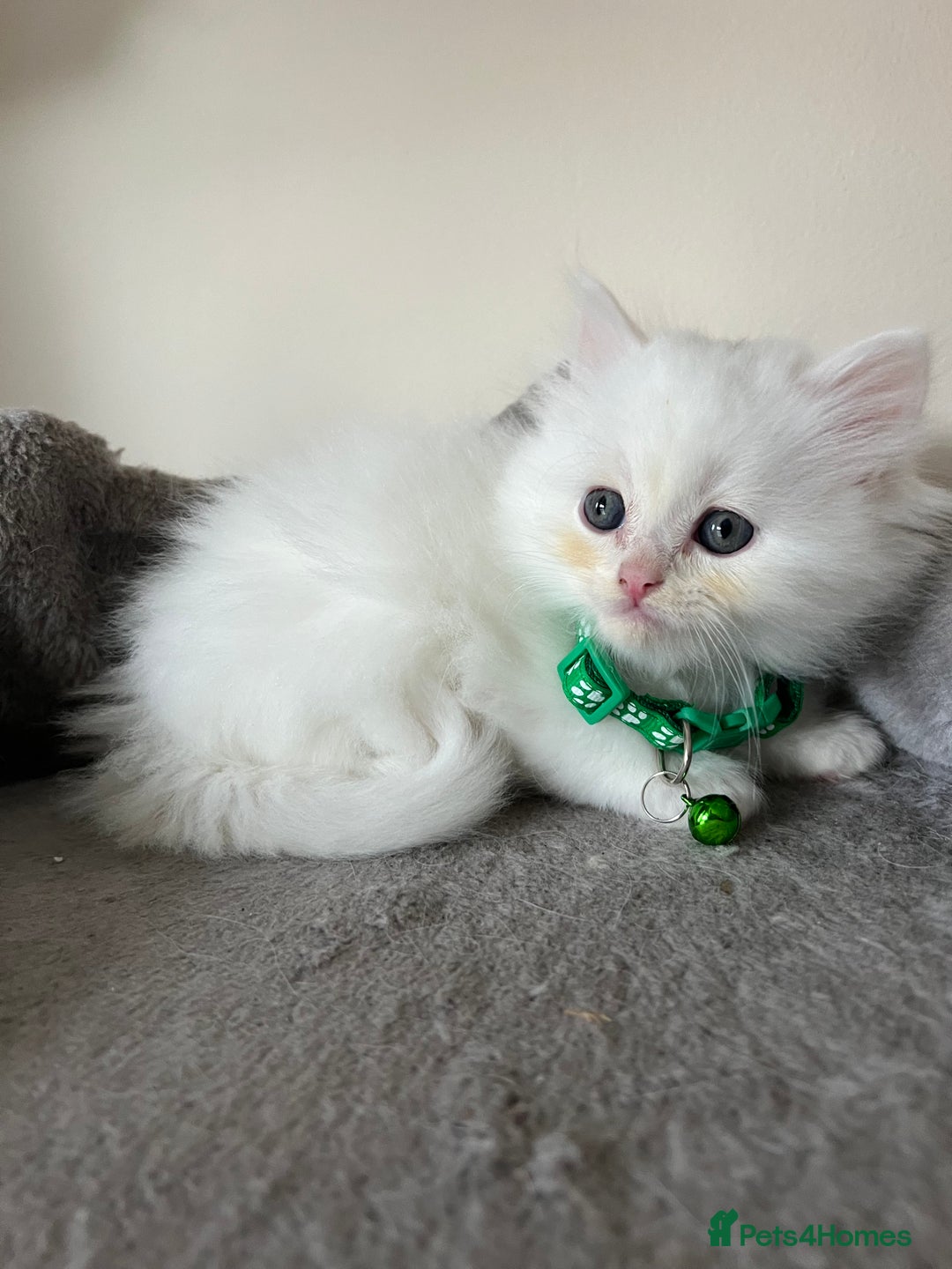 Turkish Angora cats for sale: Turkish Angora/Persian Chanchilla kittens for Sale - Image 3