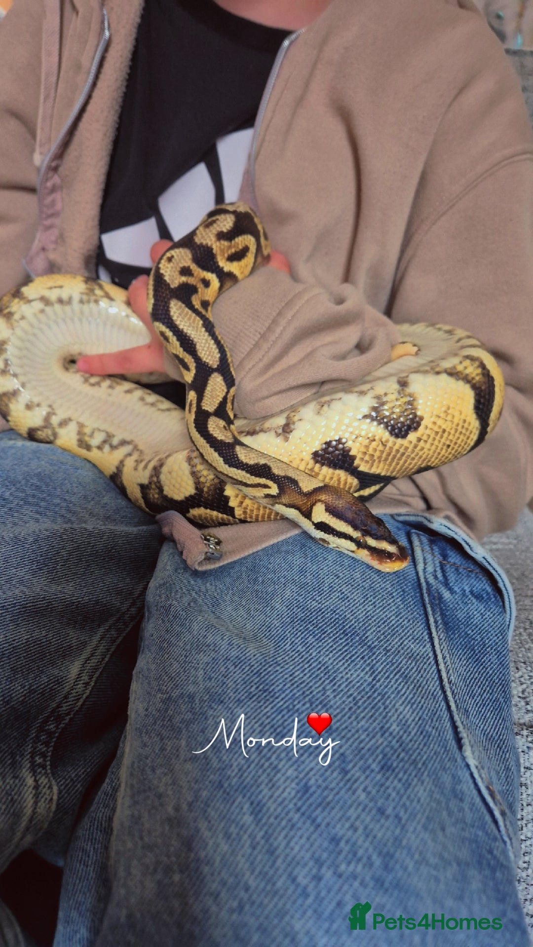 Python Snake reptiles for sale: 2 Royal Pythons  - Advert 2