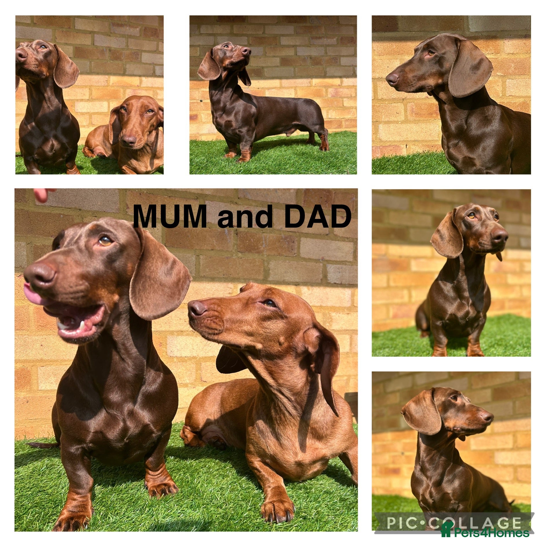 Dachshund dogs Standard dachshund puppies  - Advert 2