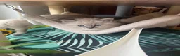 Ragdoll cats for sale: Beautiful 3 Ragdolls full of furry fun ❤️❤️❤️ - Advert 12