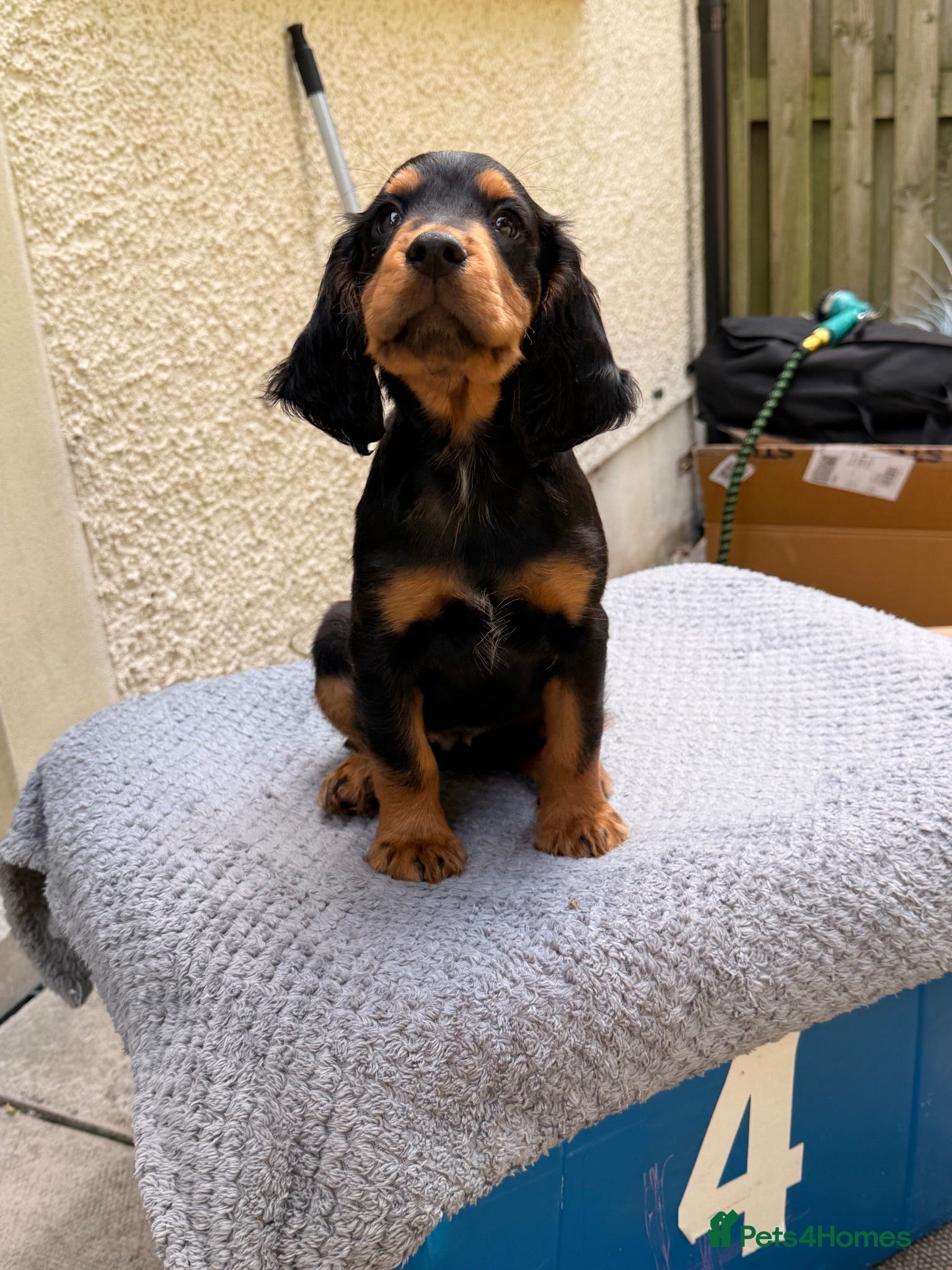 Cocker Spaniel dogs Fantastic Litter of Working Cocker Spaniels  - Advert 1