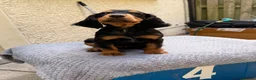 Cocker Spaniel dogs for sale: Fantastic Litter of Working Cocker Spaniels  - Advert 1