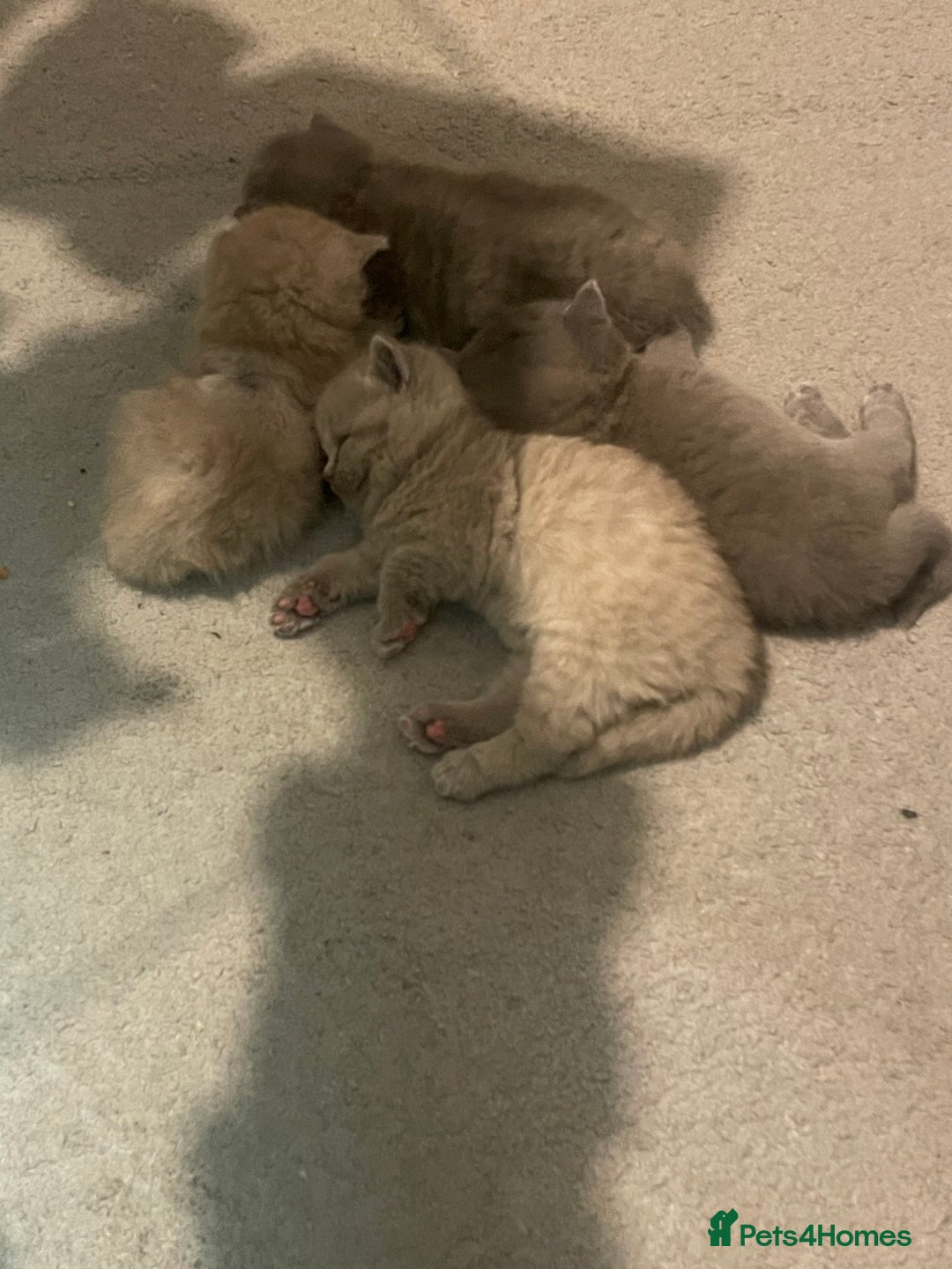 British Shorthair cats for sale:  Pedigree British shorthair kitten - Advert 9