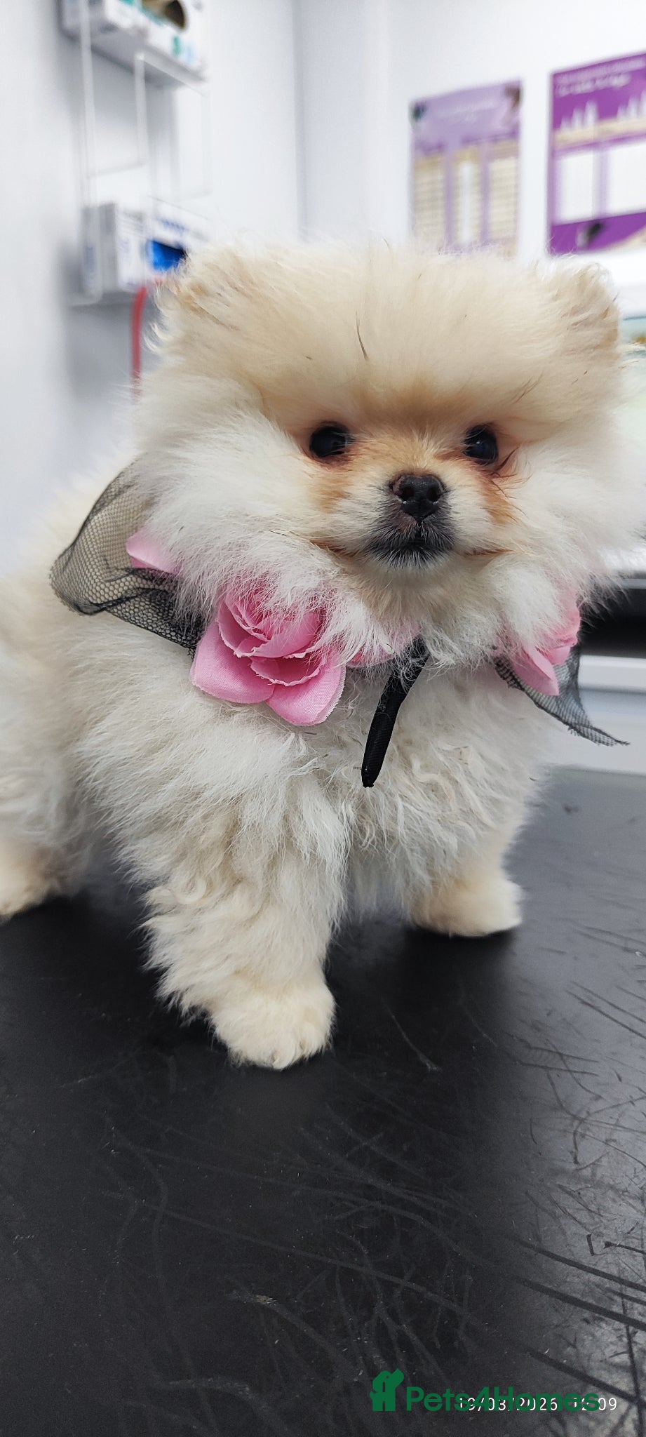 Pomeranian dogs Pomeranian Teddy Bear Spitz BONNLY DEE - Advert 16