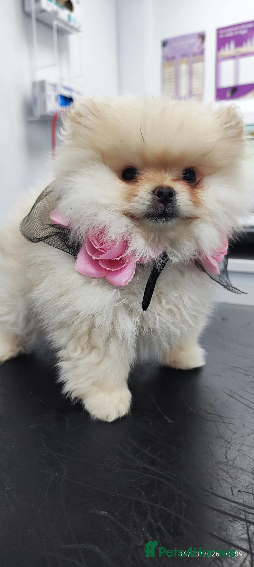 Pomeranian dogs for sale: Pomeranian Teddy Bear Spitz BONNLY DEE - Advert 1