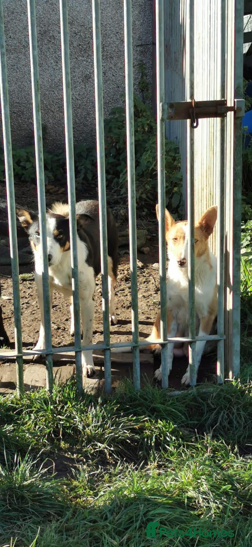 Border Collie dogs Border Collie Pups - Advert 2