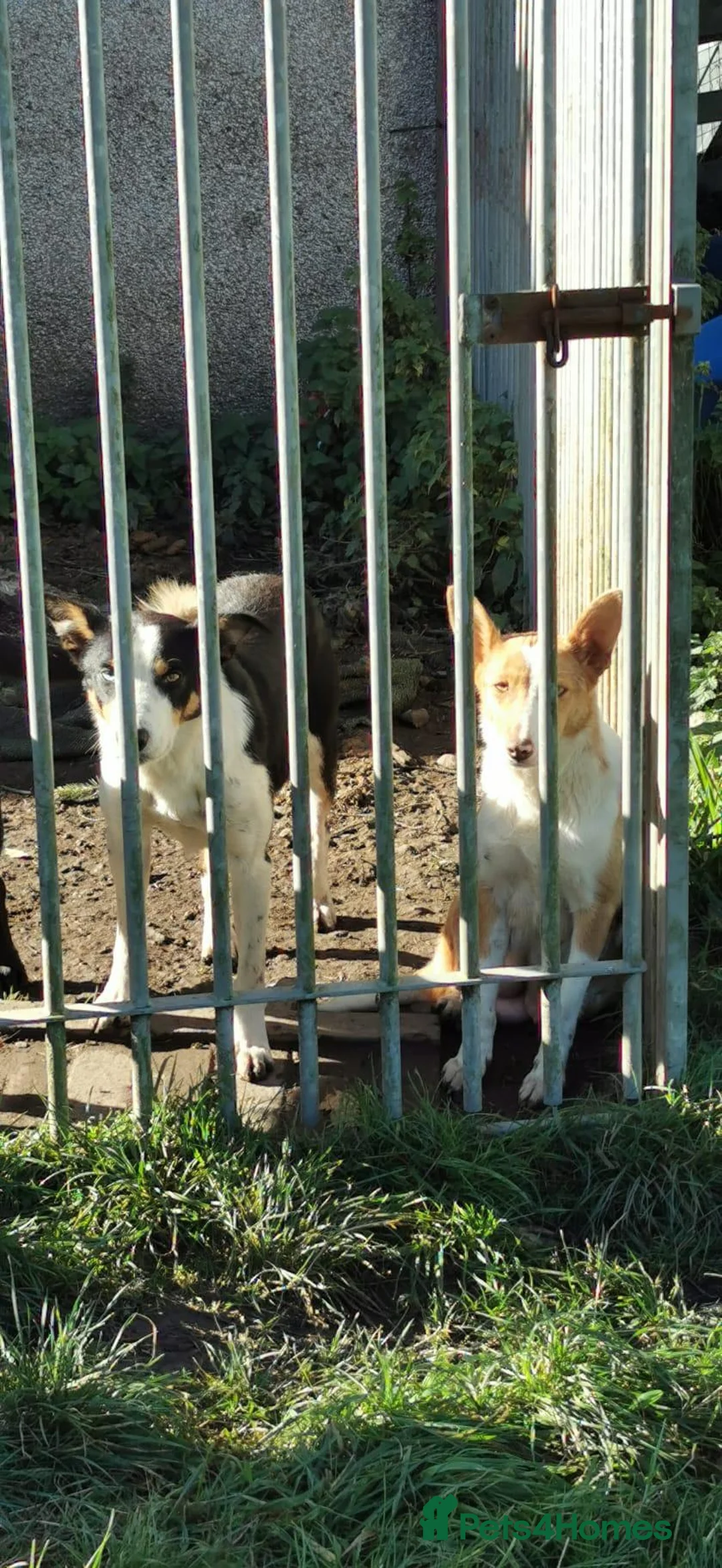 Border Collie dogs for sale: Border Collie Pups - Advert 2