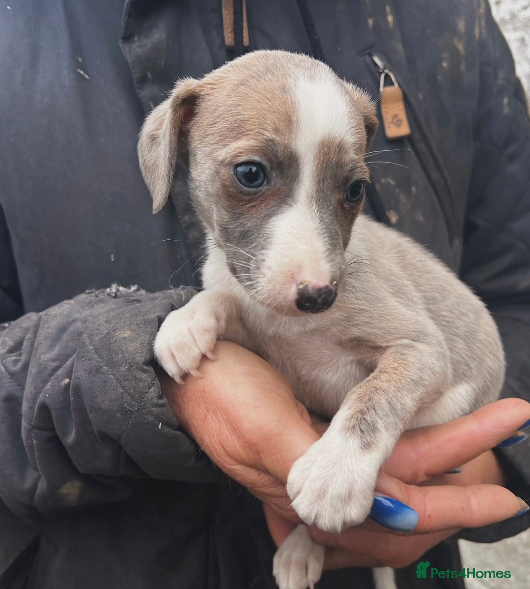 Whippet dogs for sale: Beautiful whippets looking for there forever homes - Advert 7