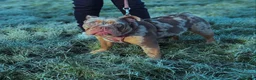 Olde English Bulldogge dogs for sale: 2 female olde English bulldogs in London - Advert 3