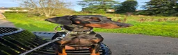 Dobermann dogs for sale: Bear  - Advert 8