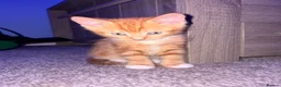 Mixed Breed cats for sale: KITTENS NEEDING HOMES ASAP!  - Advert 3