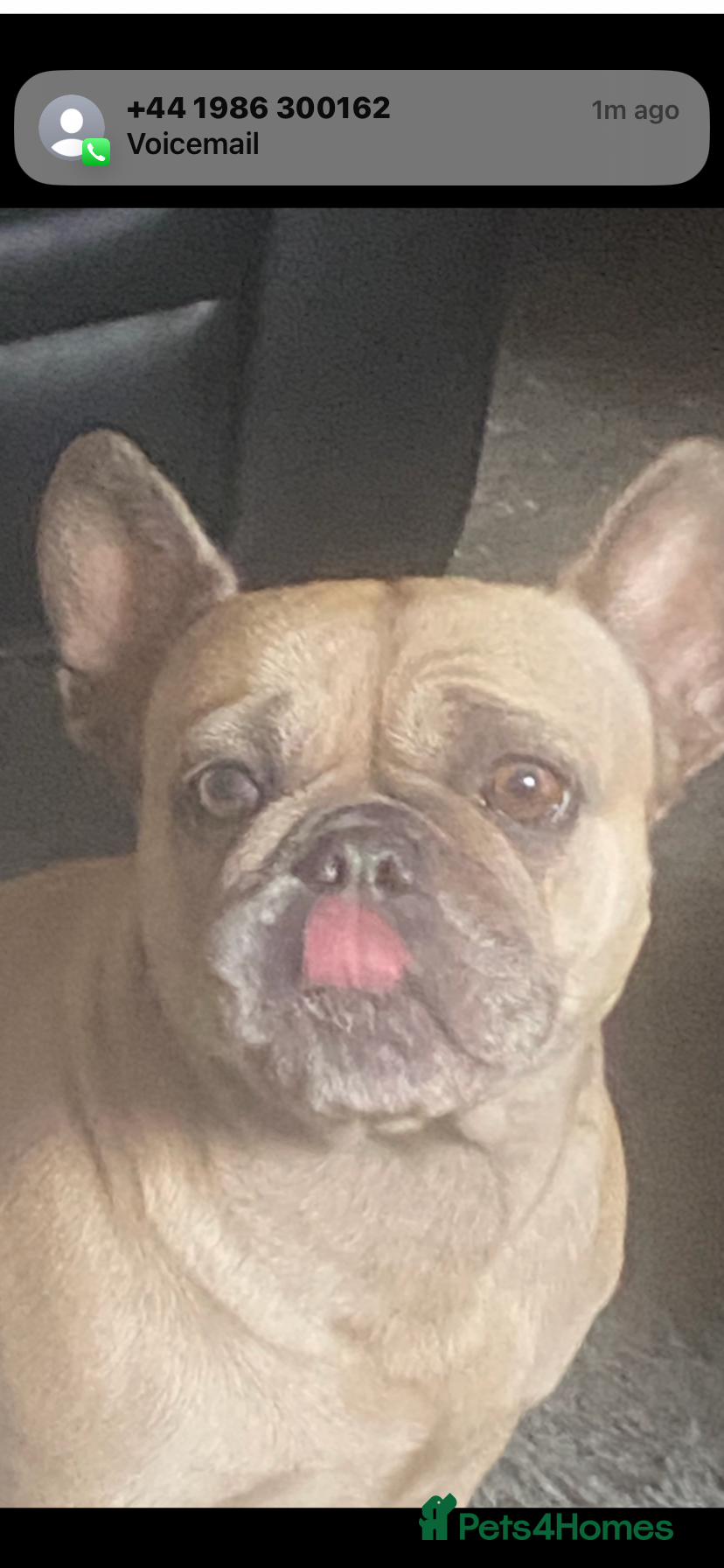 Mixed Breed dogs French bulldog/English bulldog - Advert 1