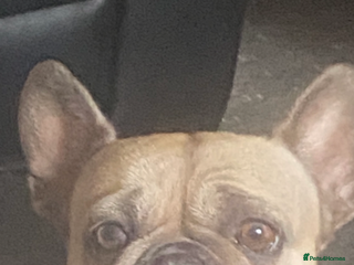 Mixed Breed dogs French bulldog/English bulldog - Advert 1