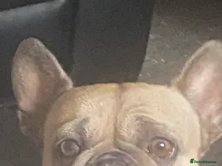 Mixed Breed dogs French bulldog/English bulldog - Advert 11
