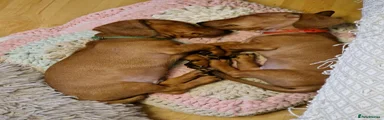 Miniature Dachshund 2