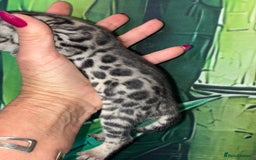 Bengal cats for sale: Beechwood Bengals  stunning SILVER kittens - Image 9
