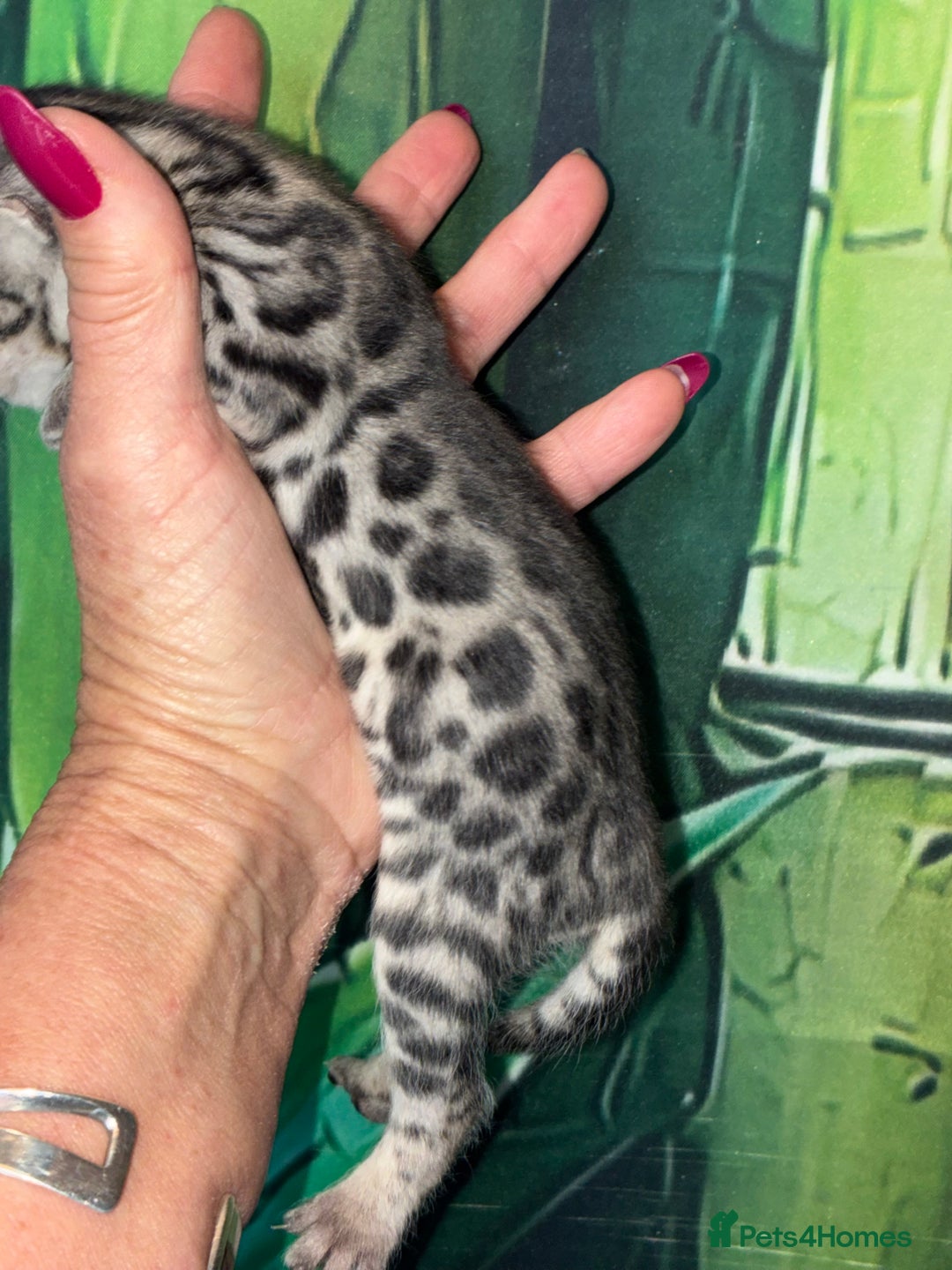 Bengal cats for sale: Beechwood Bengals  stunning SILVER kittens - Image 9