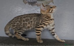 Bengal cats for sale: 1 beautiful bengal girl ready to leave now - Image 15