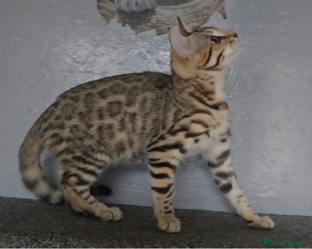 Bengal cats for sale: 1 beautiful bengal girl ready to leave now - Image 15