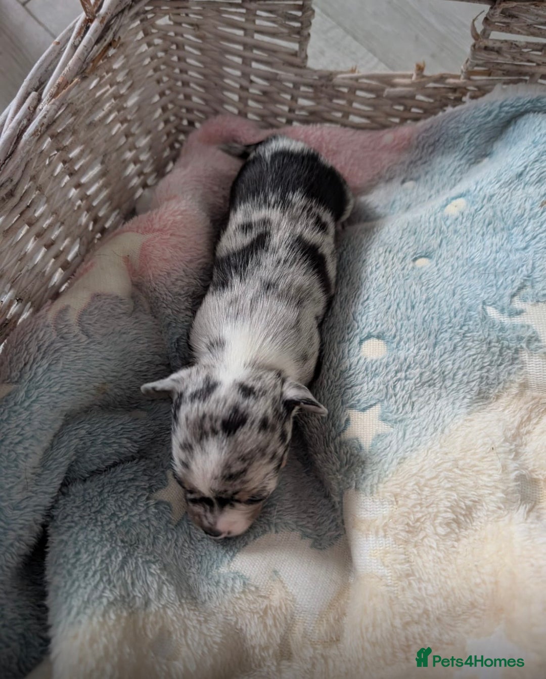 Chihuahua dogs for sale: Beautiful Merle Chihuahua Puppies 🐶  - Advert 27