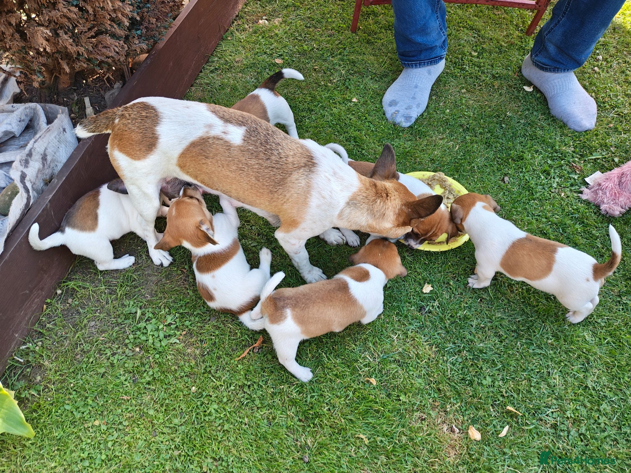 Jack Russell dogs Jack Russell 4 Sale - Advert 1