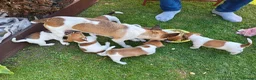 Jack Russell dogs for sale: Jack Russell 4 Sale - Advert 1