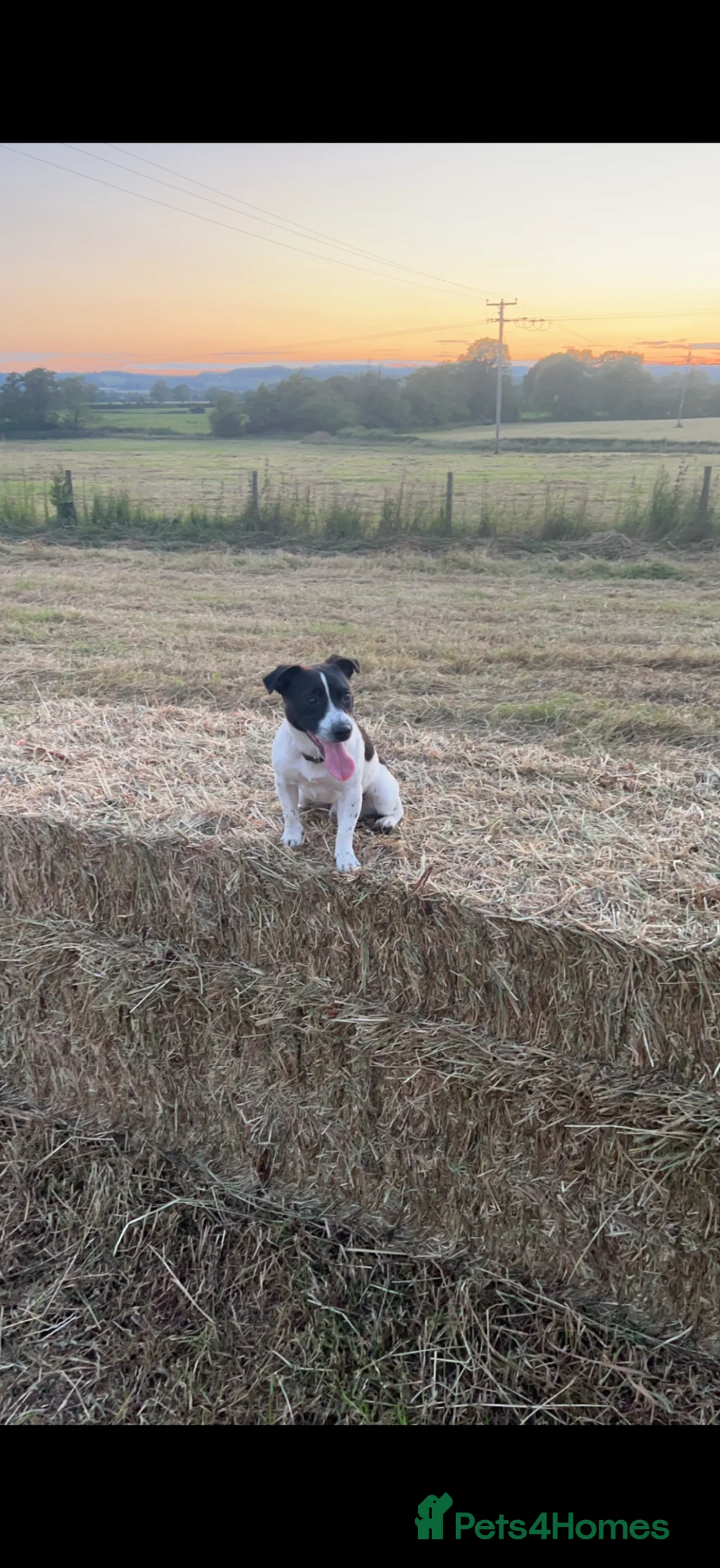 Jack Russell dogs for stud: Wynn  - Advert 5