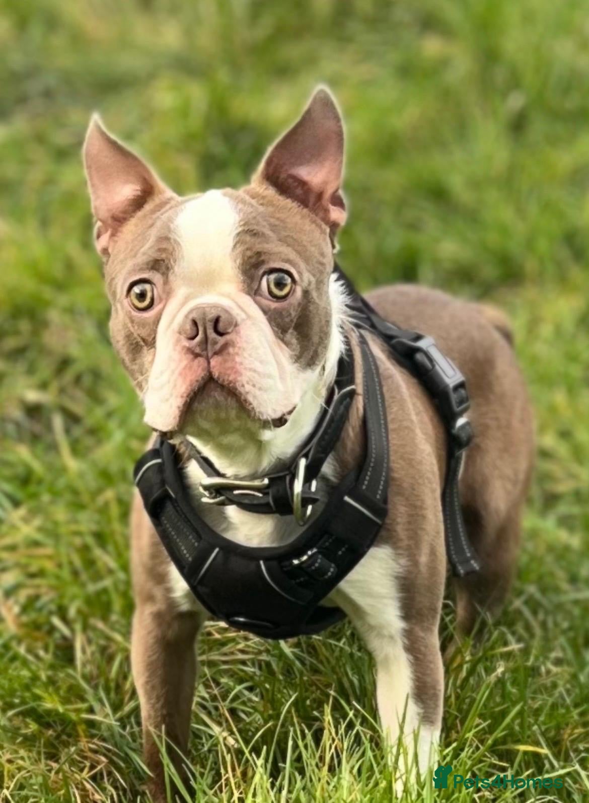 Boston Terrier dogs KC Reg Lilac Boston Terrier Male, 11 Months.  - Advert 5