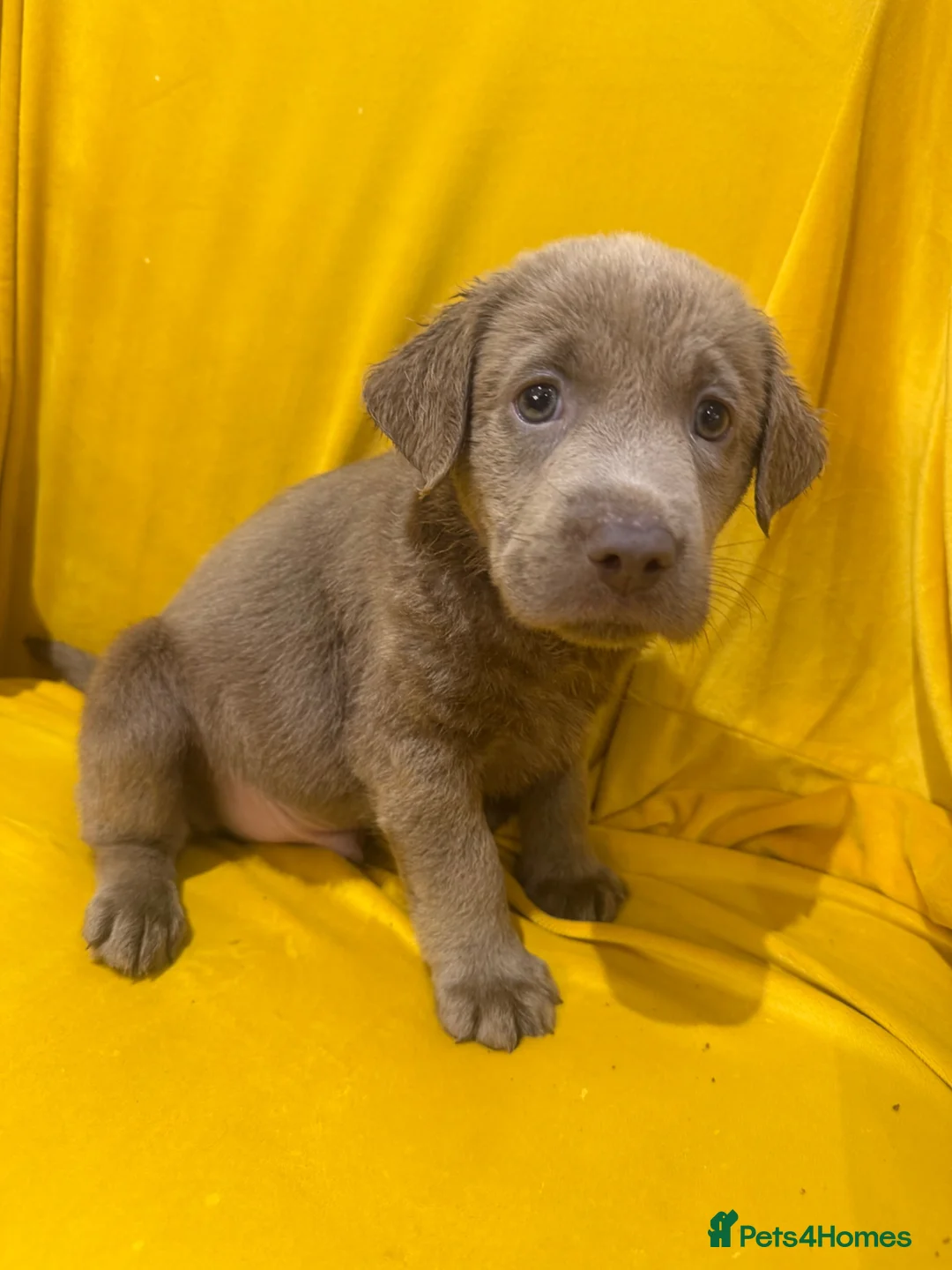 Labrador Retriever dogs for sale: Stunning Pure Pedigree Silver Labrador Puppies - Advert 2