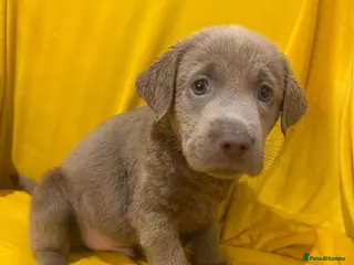 Labrador Retriever dogs Stunning Pure Pedigree Silver Labrador Puppies - Advert 1