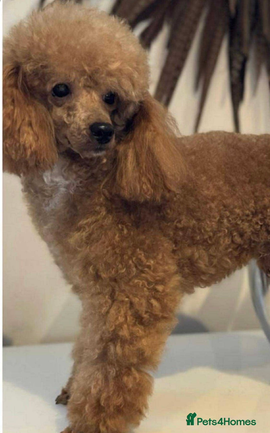 Toy Poodle dogs for sale: Kc Registered Toy Poodle Pups 🐾 - Advert 7