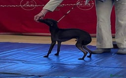 Italian Greyhound dogs for sale: Italian greyhound 4 gorgeous boys 💙 - Image 8
