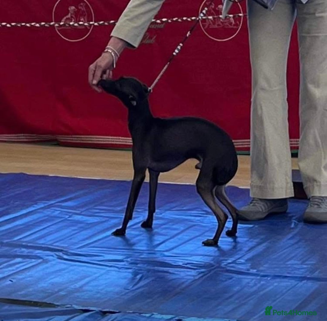 Italian Greyhound dogs for sale: Italian greyhound 4 gorgeous boys 💙 - Image 8