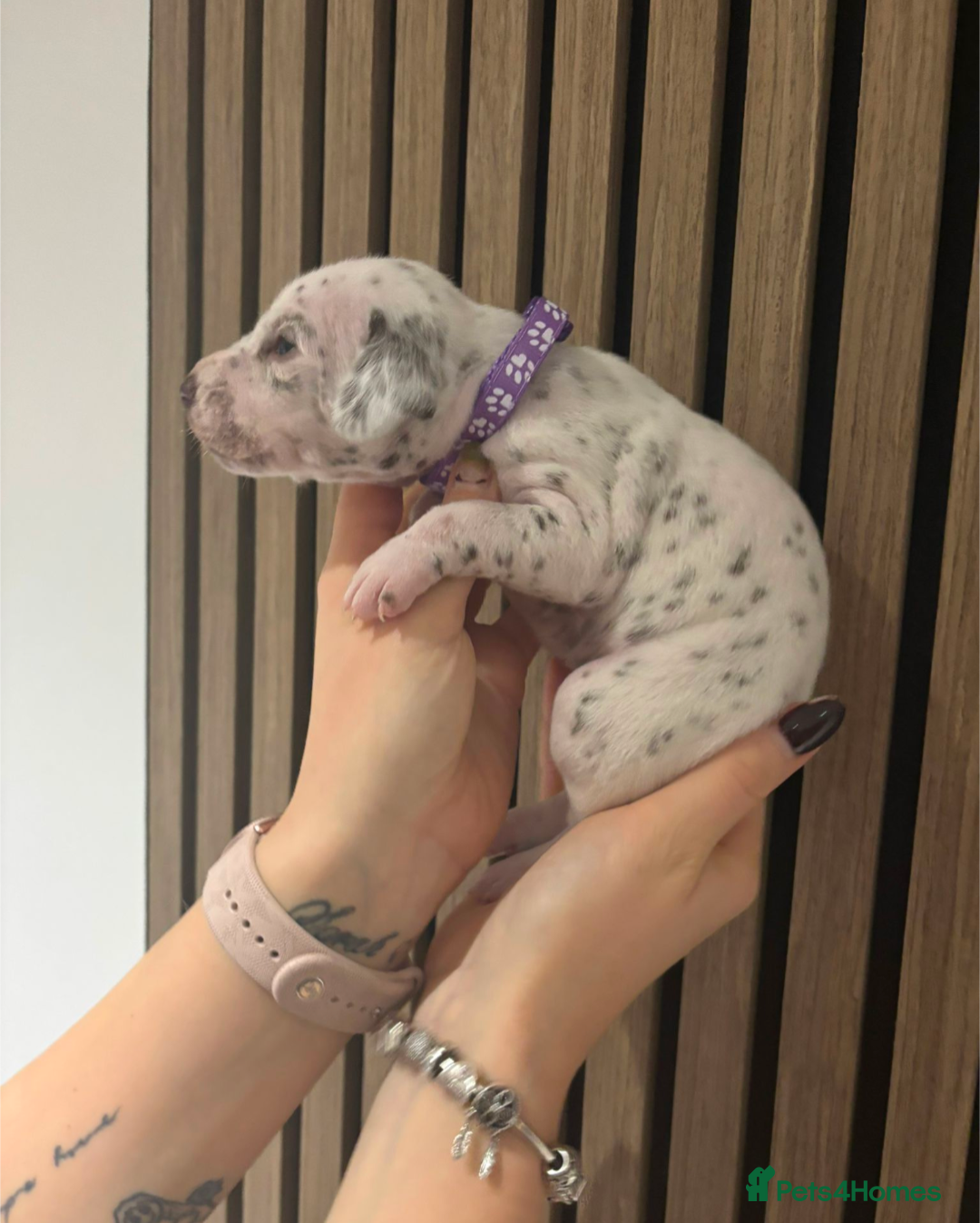 Dalmatian dogs for sale: Dalmatians for Sale (Last 2 Boys Left) - Advert 30