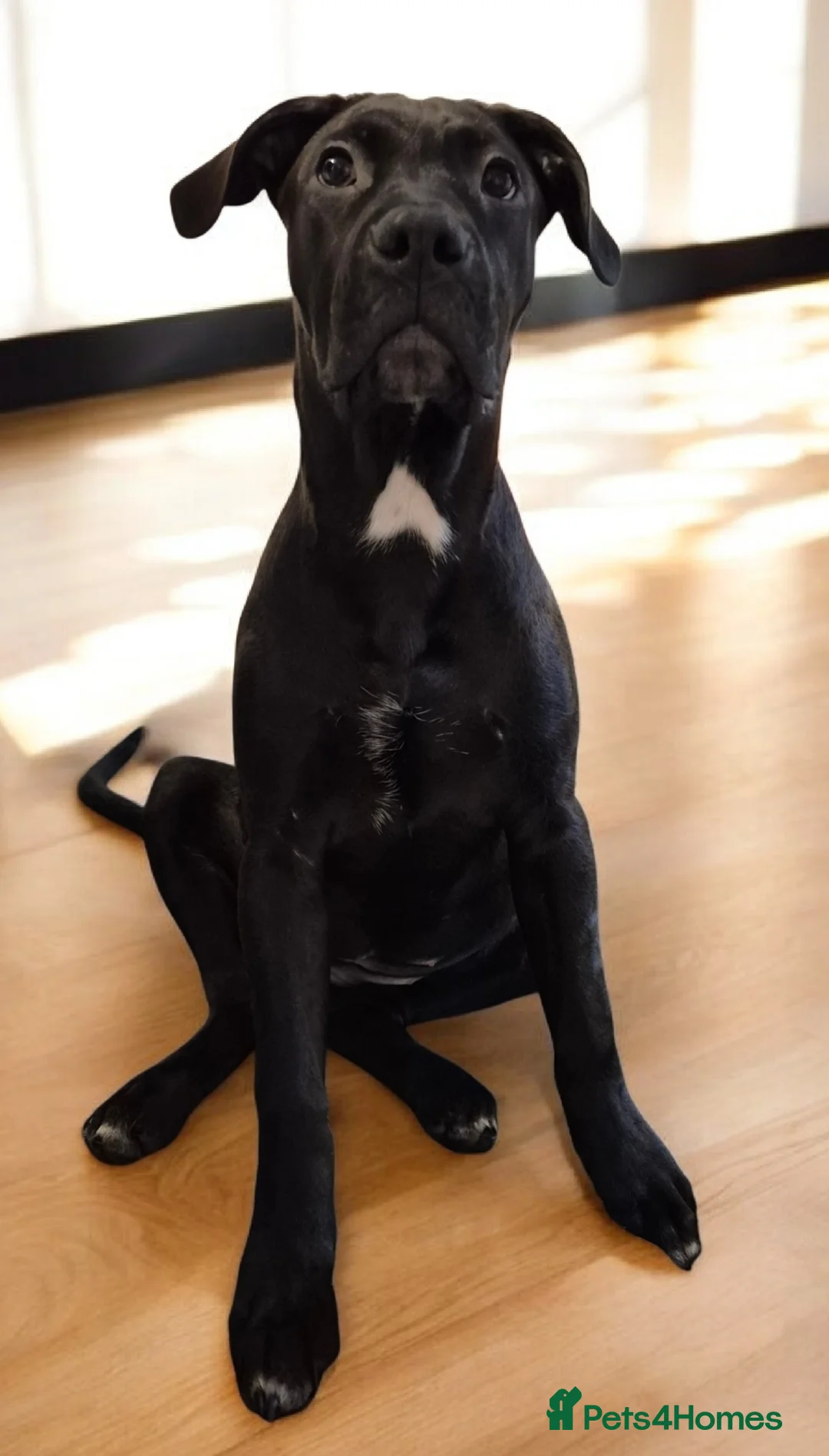 Mixed Breed dogs for sale: Bullmastiff Cross Puppies  - Advert 2