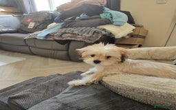 Shih Tzu dogs for sale: Lily For Sale Reluctantly  - Image 3