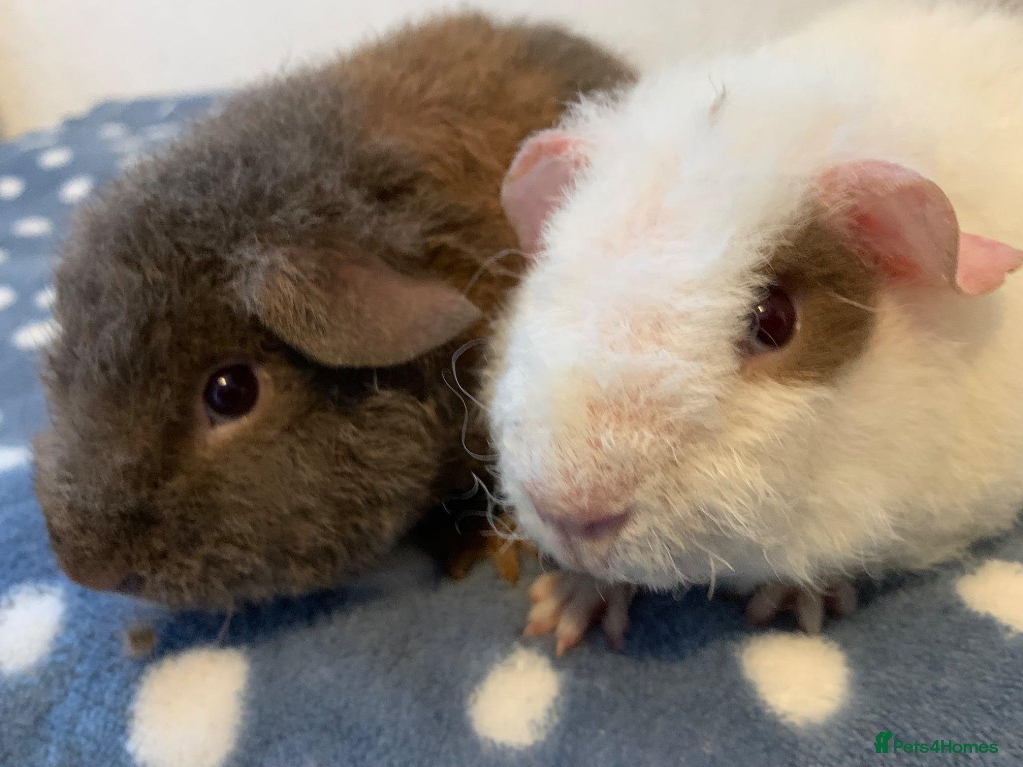 Guinea Pig rodents Beautiful baby teddy Guinea pigs brothers pair  - Advert 18