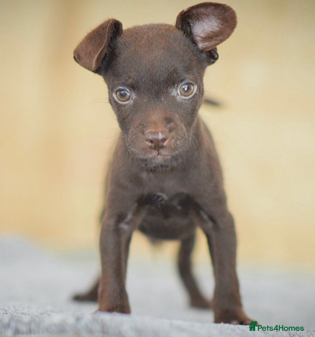 Patterdale Terrier dogs for sale: 5⭐️RATED LICENSED AND REGISTERED  - Advert 5