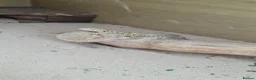Bearded Dragon reptiles for sale: Only 5 left! Red X sun burst babies  - Advert 7