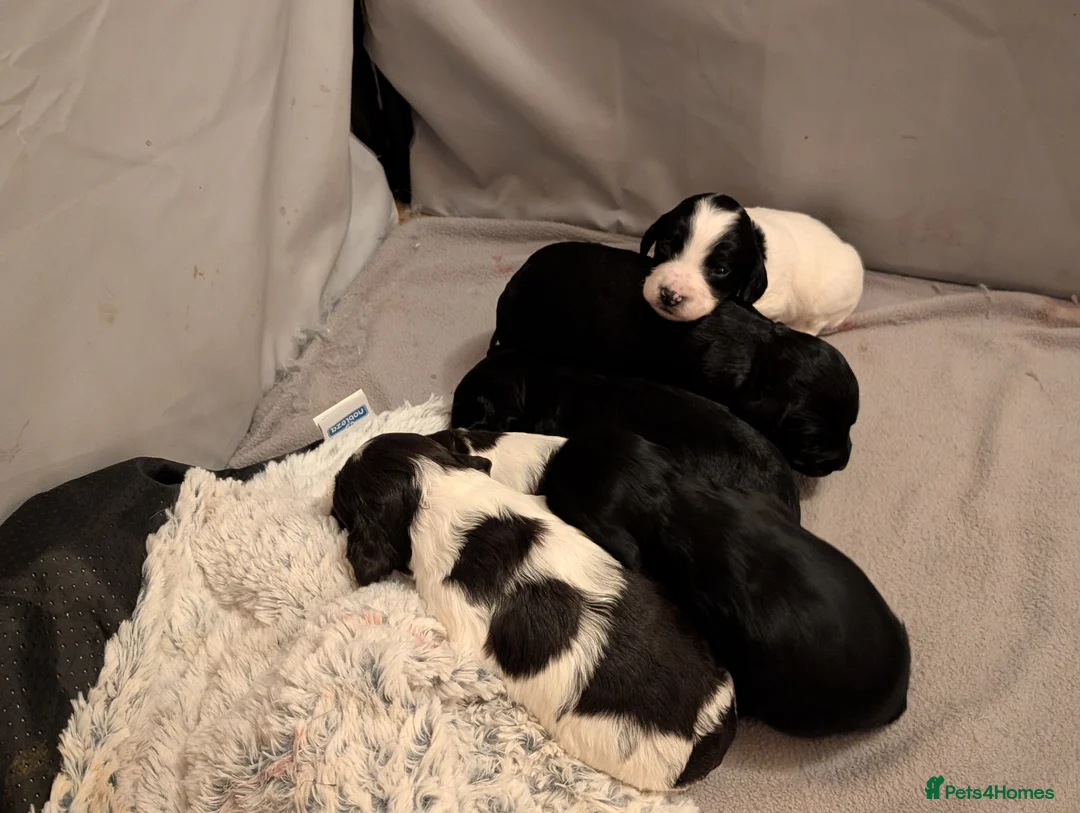 Sprocker dogs for sale: Stunning Sprocker Puppies  - Advert 6