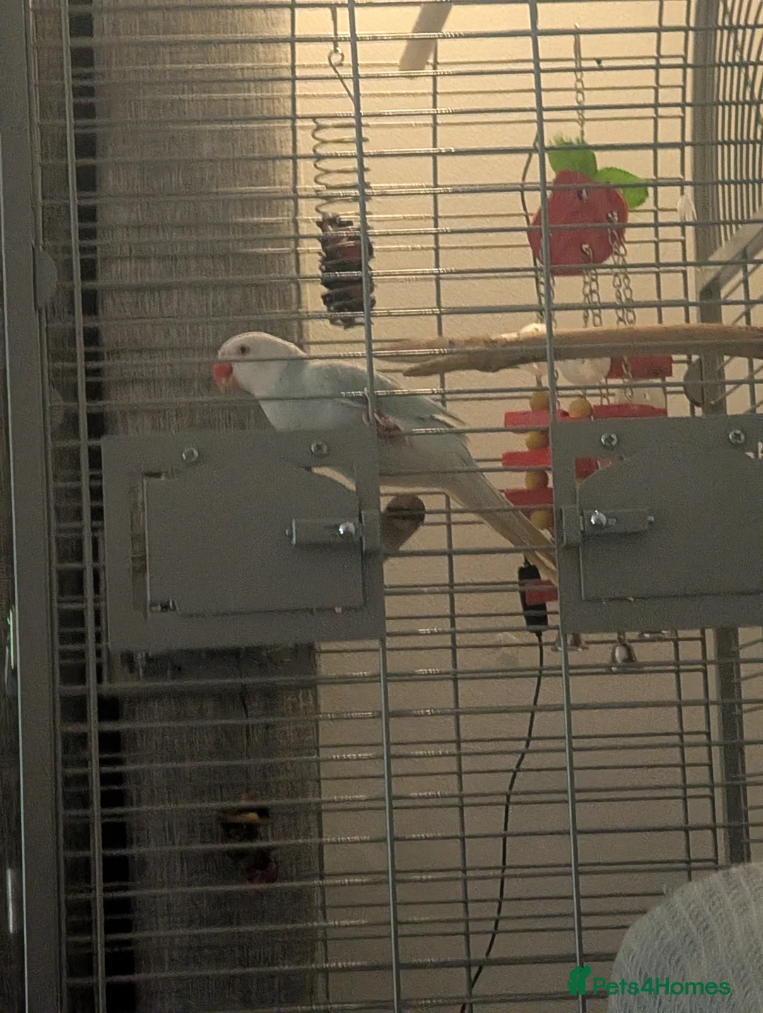 Ringnecks birds for sale: Ringneck Parrot - Lincoln LN6 - Advert 5