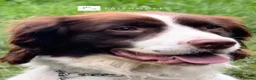 English Springer Spaniel dogs for sale: Aussie - Fully Trained Pet Springer Spaniel - Advert 3