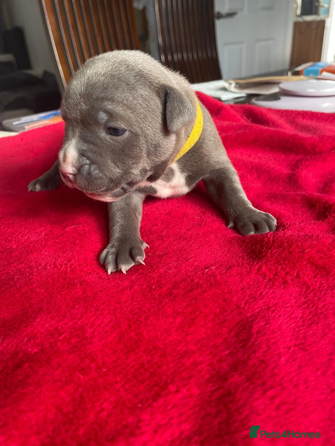 Staffordshire Bull Terrier dogs for sale: Mariusz  - Image 19