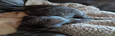 Cocker Spaniel 1