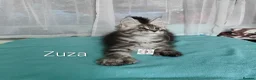Maine Coon cats for sale: Polidactyl XXL maine coon girl❤️ - Advert 8