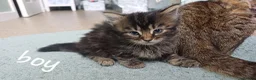 American Shorthair cats for sale: Kittens - Advert 2